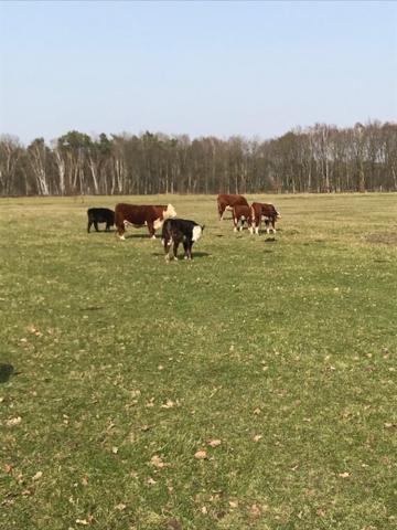 Natuur-Like Glamping In Bosland NeerNeerpelt Exterior foto